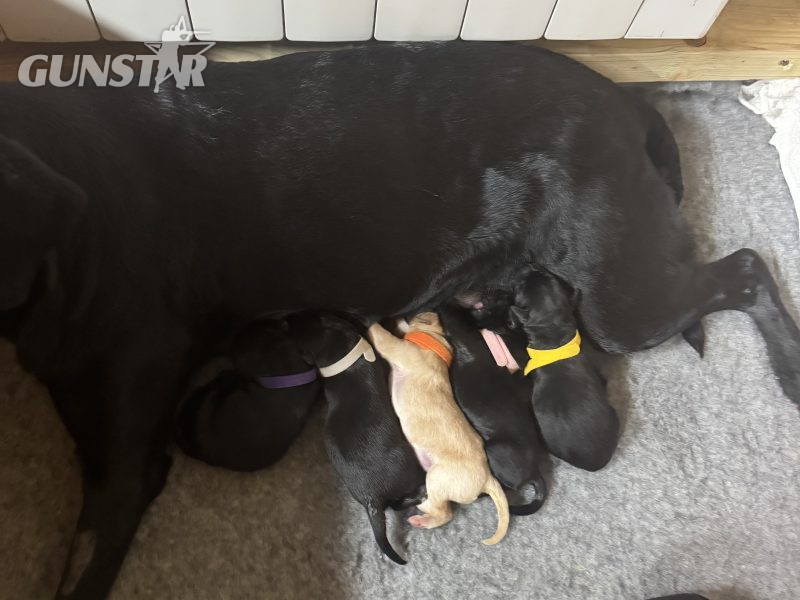 2024 IGL Winner Sired Puppies 