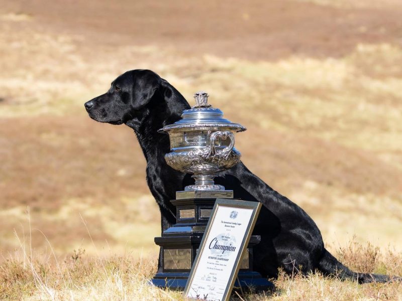  2024 IGL Winner Sired Puppies