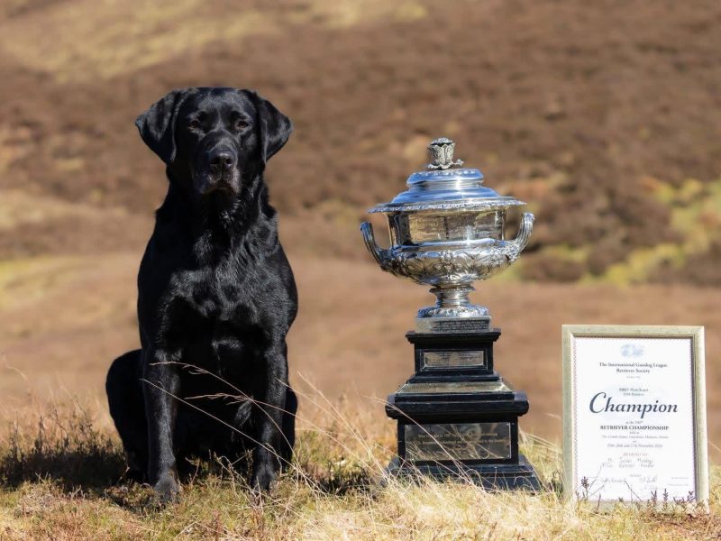 2024 IGL Winner Sired Puppies - {CATEGORY} in 