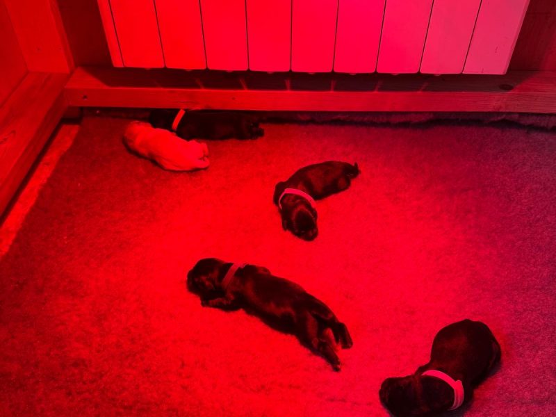 2024 IGL Winner Sired Puppies - {CATEGORY}