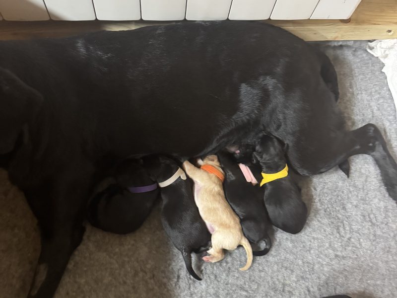 2024 IGL Winner Sired Puppies 