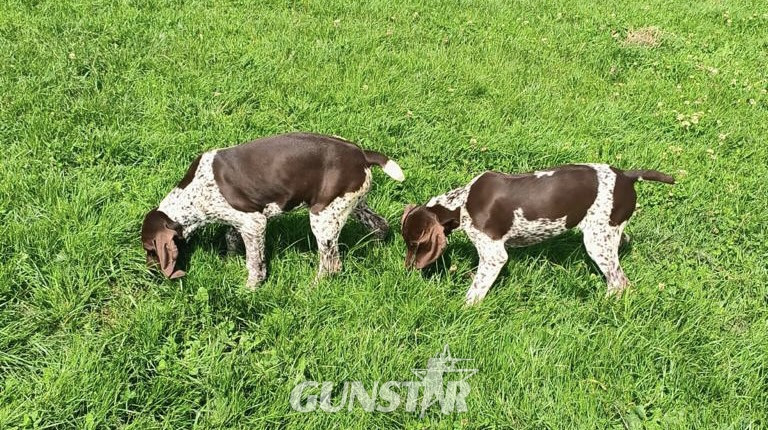 German Short Haired pointer - 1 girl left - {CATEGORY}