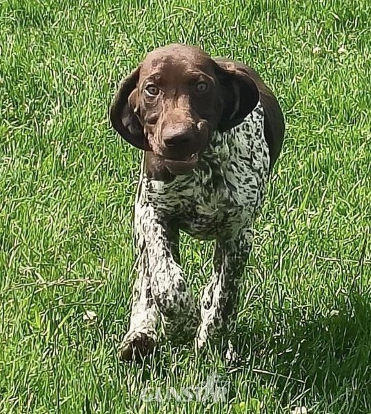 German Short Haired pointer - 1 girl left 