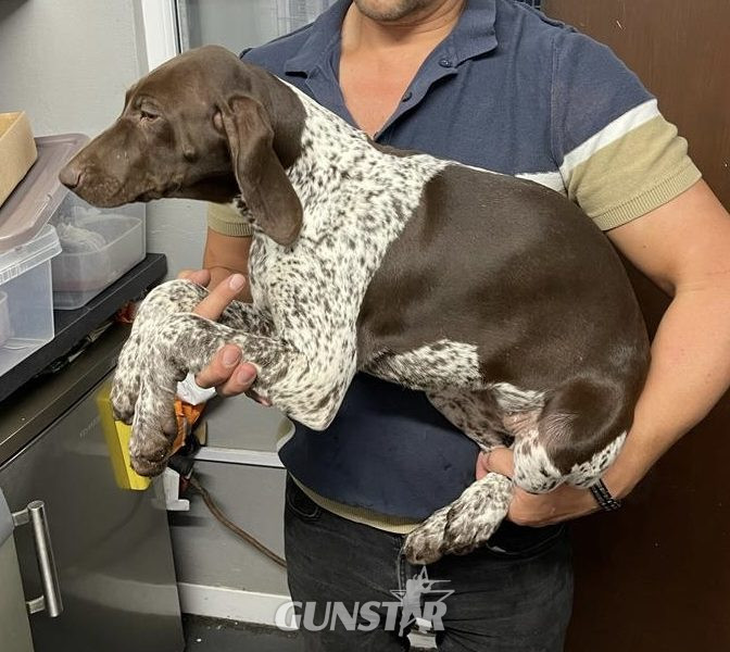  German Short Haired pointer - 1 girl left
