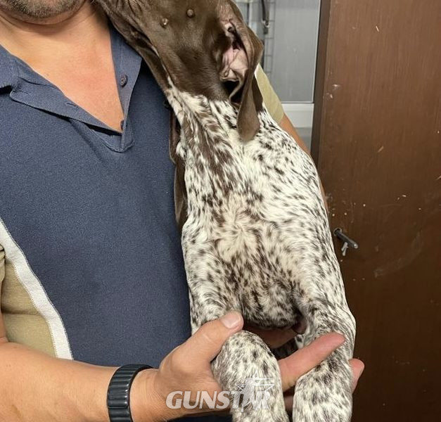 {CATEGORY} - German Short Haired pointer - 1 girl left