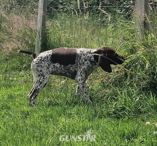 {CATEGORY} - German Short Haired pointer - 1 girl left in 