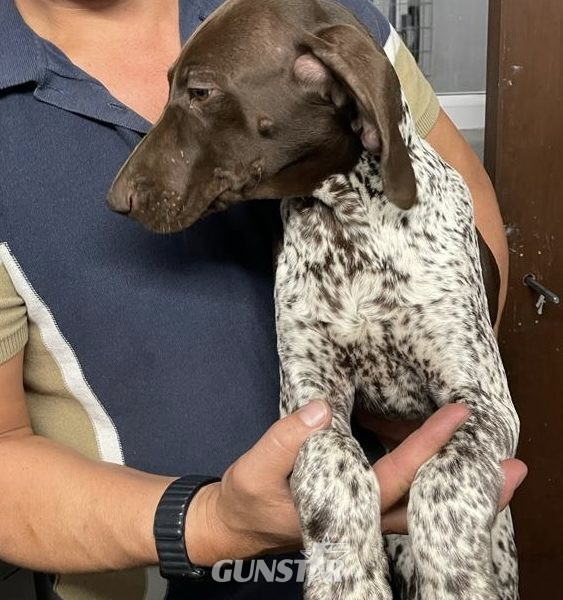 German Short Haired pointer - 1 girl left - {CATEGORY} in 