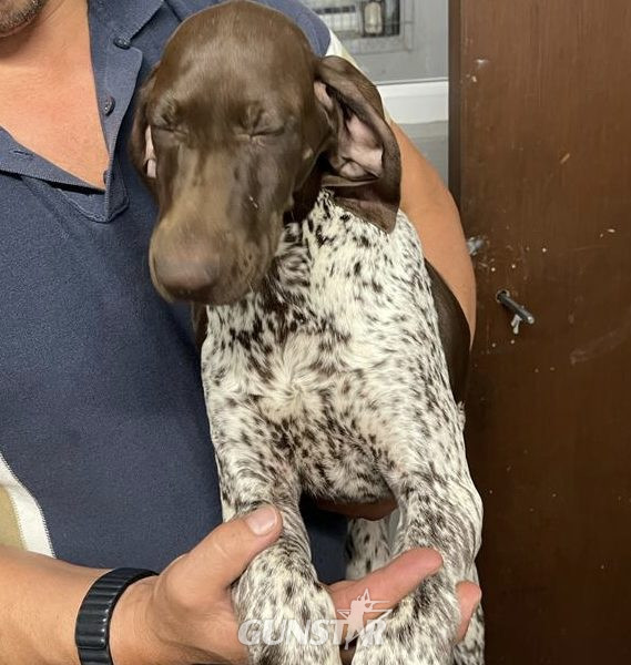 German Short Haired pointer - 1 girl left in 