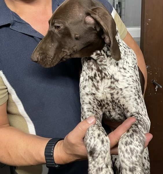 German Short Haired pointer - 1 girl left - {CATEGORY} in 