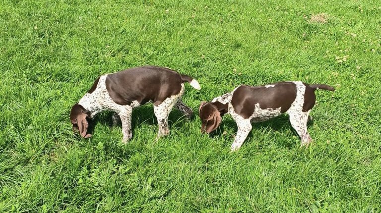 German Short Haired pointer - 1 girl left - {CATEGORY}