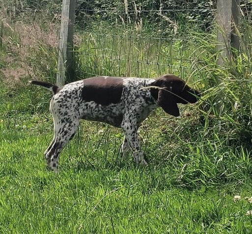 {CATEGORY} - German Short Haired pointer - 1 girl left in 