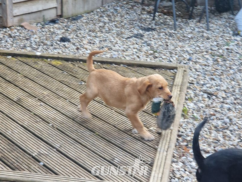 3 KC Labrador dog puppies in 