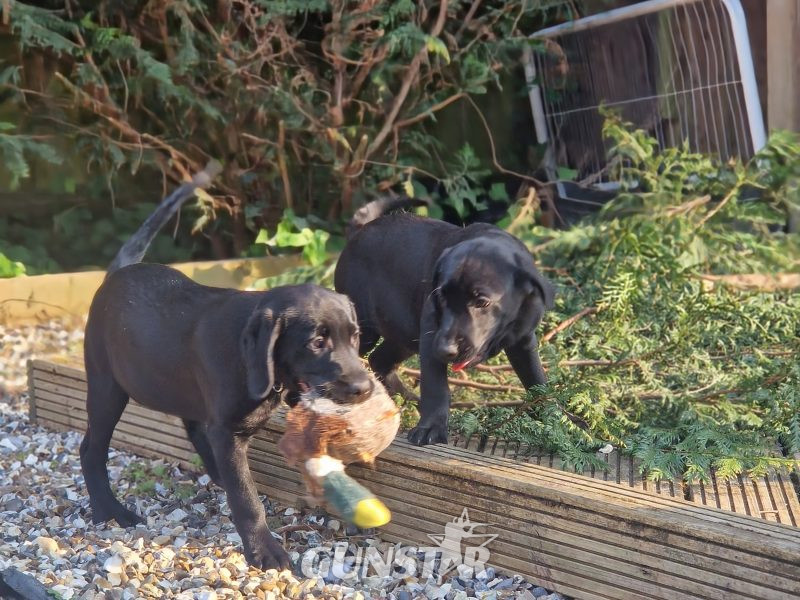 3 KC Labrador dog puppies