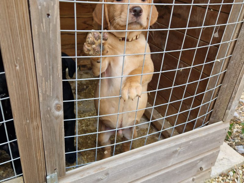  3 KC Labrador dog puppies