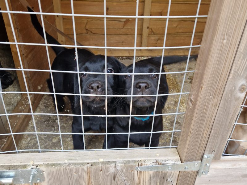 3 KC Labrador dog puppies - {CATEGORY} in 