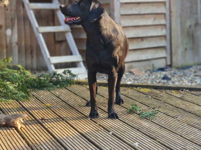 3 KC Labrador dog puppies - {CATEGORY}