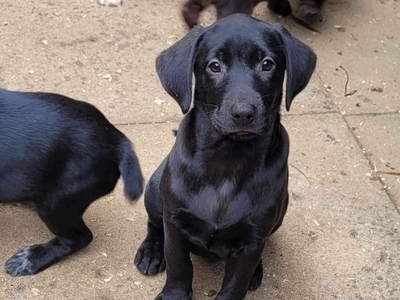 Working Lab pups