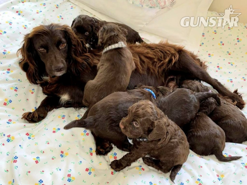 Gun dog puppies in 