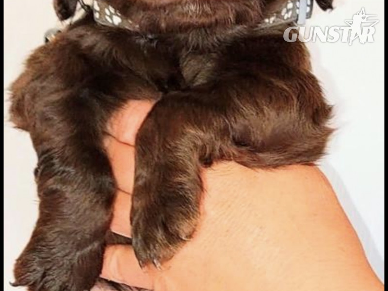 {CATEGORY} - Gun dog puppies in 