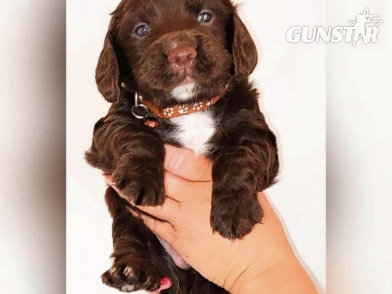 {CATEGORY} - Gun dog puppies