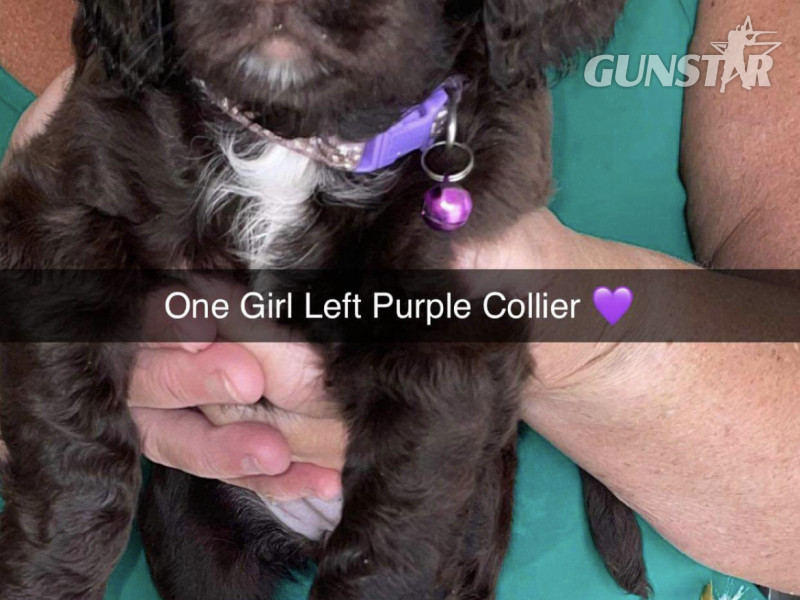  Gun dog puppies