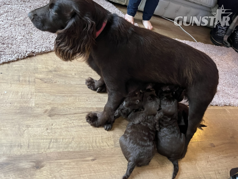 Gun dog puppies - {CATEGORY} in 