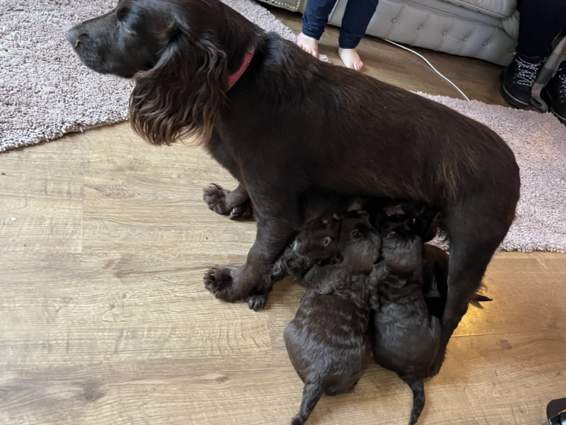 Gun dog puppies - {CATEGORY} in 