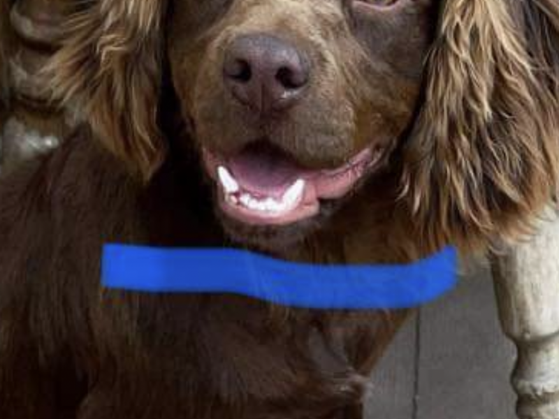 Gun dog puppies - {CATEGORY}