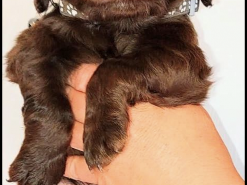 {CATEGORY} - Gun dog puppies in 