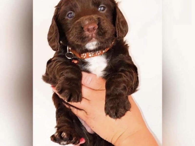 {CATEGORY} - Gun dog puppies