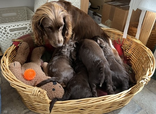  WORKING COCKER SPANIEL PUPPIES
