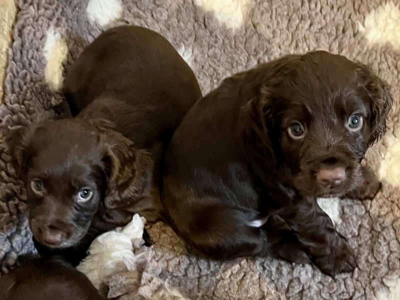 WORKING COCKER SPANIEL PUPPIES - {CATEGORY} in 