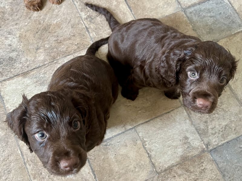 WORKING COCKER SPANIEL PUPPIES - {CATEGORY}