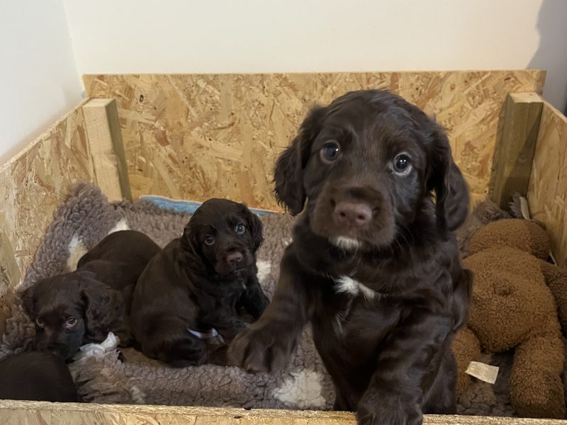 WORKING COCKER SPANIEL PUPPIES 