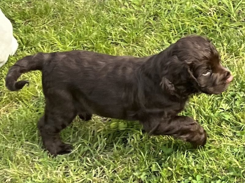 {CATEGORY} - WORKING COCKER SPANIEL PUPPIES in 