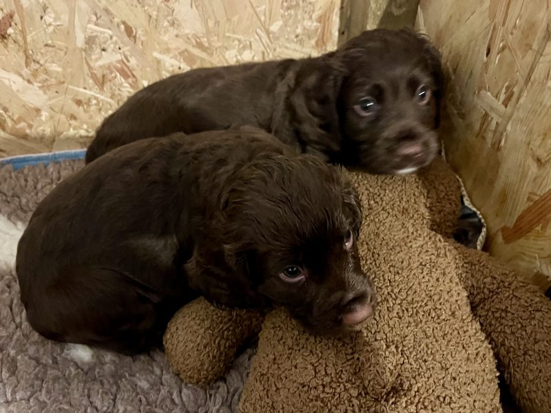 {CATEGORY} - WORKING COCKER SPANIEL PUPPIES