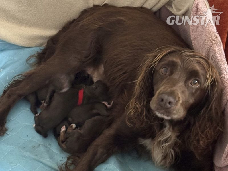 WORKING COCKER SPANIEL PUPPIES