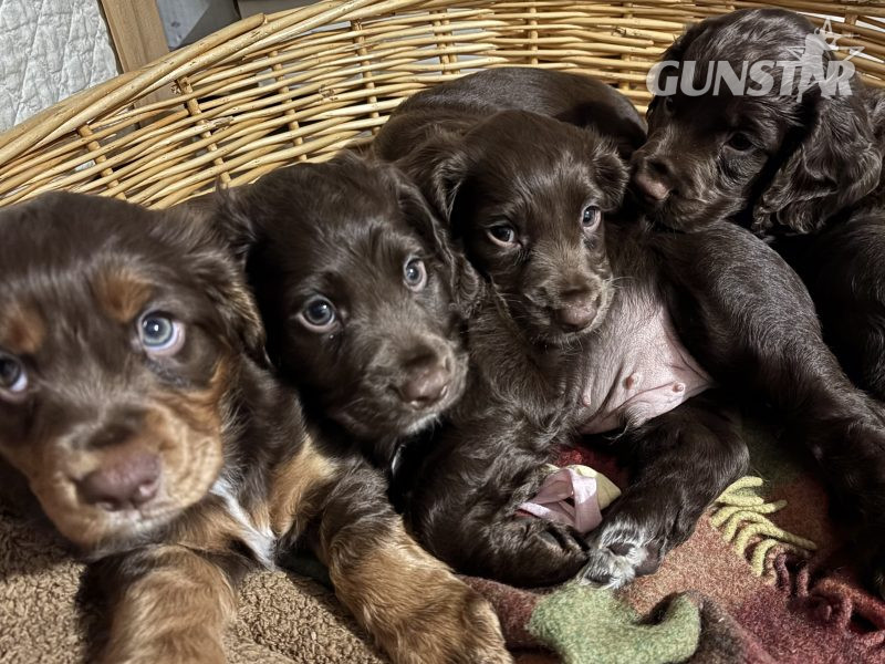 WORKING COCKER SPANIEL PUPPIES in 