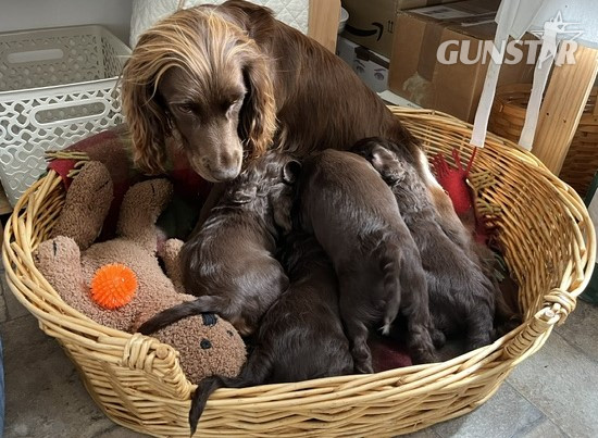  WORKING COCKER SPANIEL PUPPIES