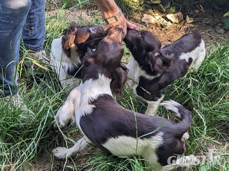 GORGEOUS L/W BITCHES , KC REGISTERED, PART TRAINED