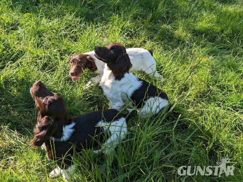 GORGEOUS L/W BITCHES , KC REGISTERED, PART TRAINED - {CATEGORY} in 