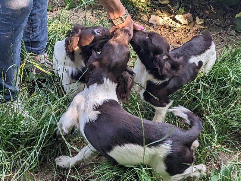 GORGEOUS L/W BITCHES , KC REGISTERED, PART TRAINED
