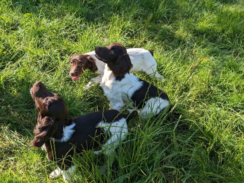 GORGEOUS L/W BITCHES , KC REGISTERED, PART TRAINED - {CATEGORY} in 
