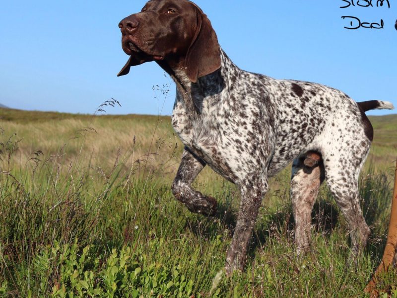 Stunning German Short Haired Pointer Pups - {CATEGORY} in 