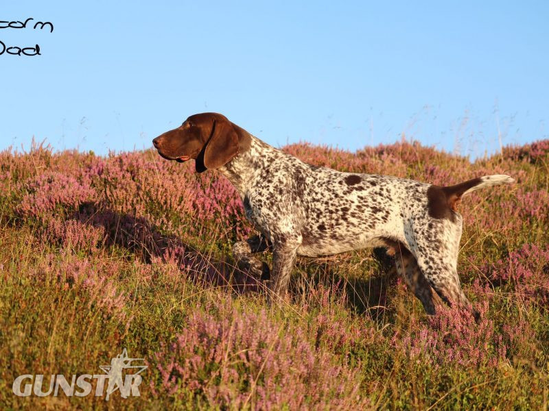 Stunning German Short Haired Pointer Pups