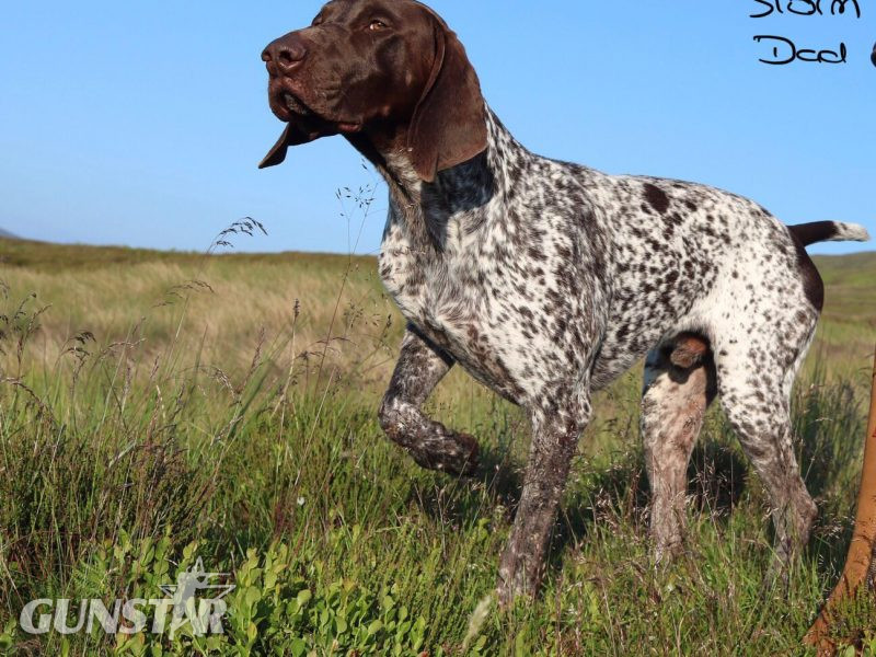 Stunning German Short Haired Pointer Pups - {CATEGORY} in 