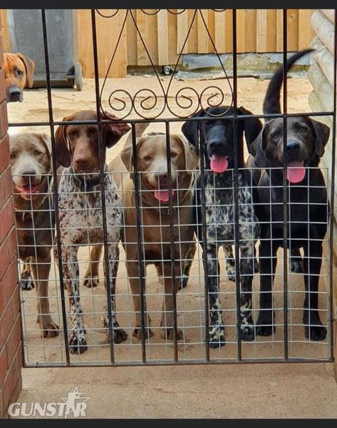 Stunning German Short Haired Pointer Pups in 