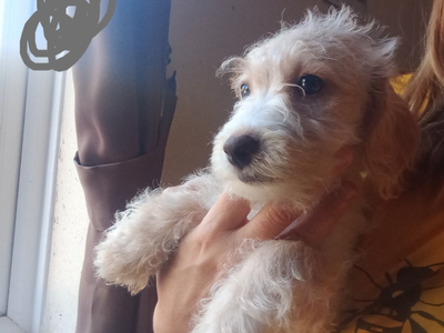 Cockapoo x Jack Russell 2 Girls left