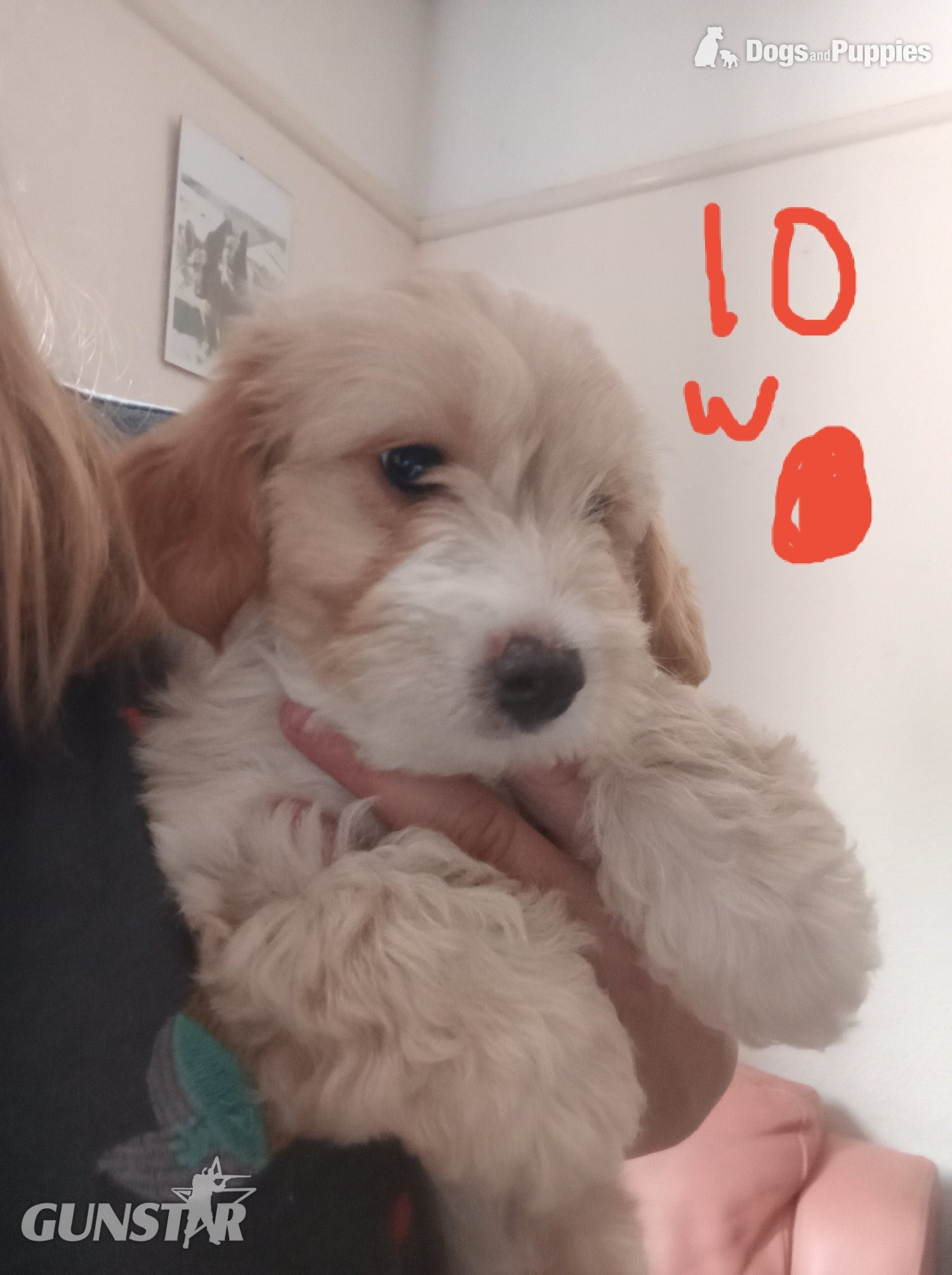 Cockapoo x Jack Russell 2 Girls left in 