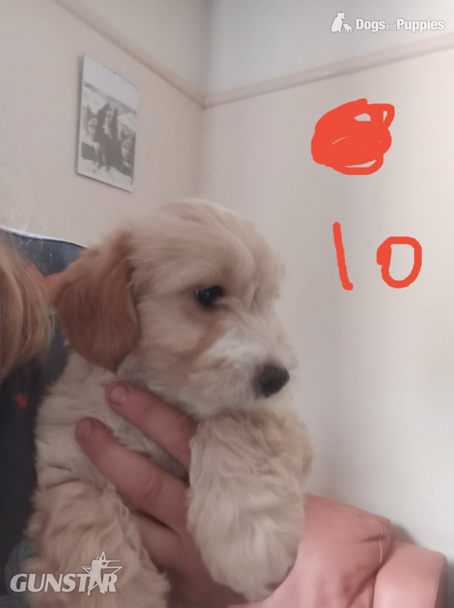  Cockapoo x Jack Russell 2 Girls left